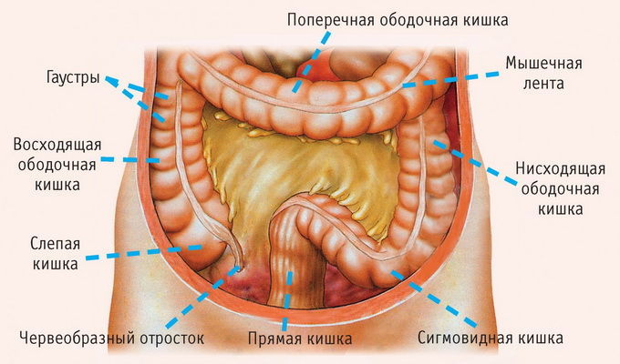 кишечник