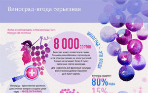 Виноград польза и вред