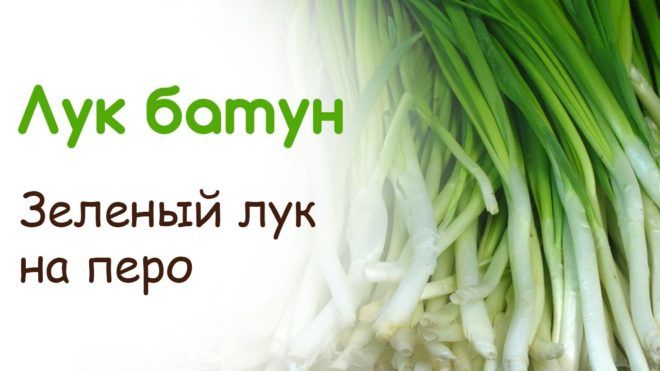 Зеленый лук на перо
