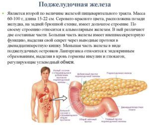 Поджелудочная железа