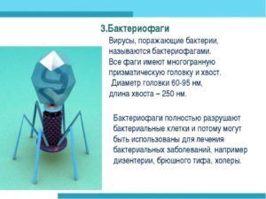 Бактериофаг